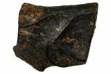 Fossil Dinosaur (Triceratops) Shed Tooth - Montana #339733-1